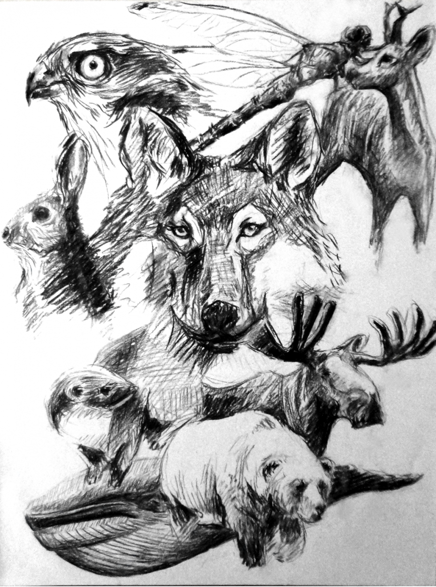 Charcoal-AnimalShield1 