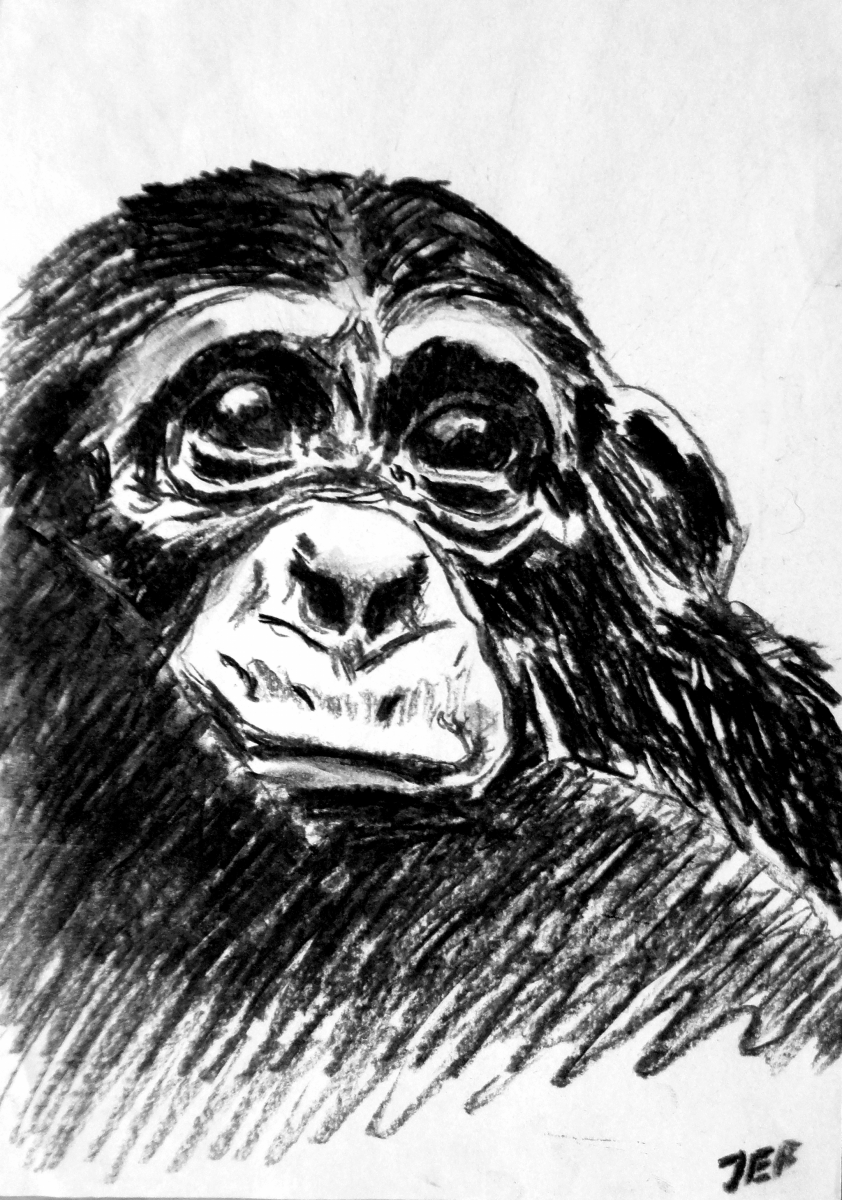 Charcoal-Chimp 